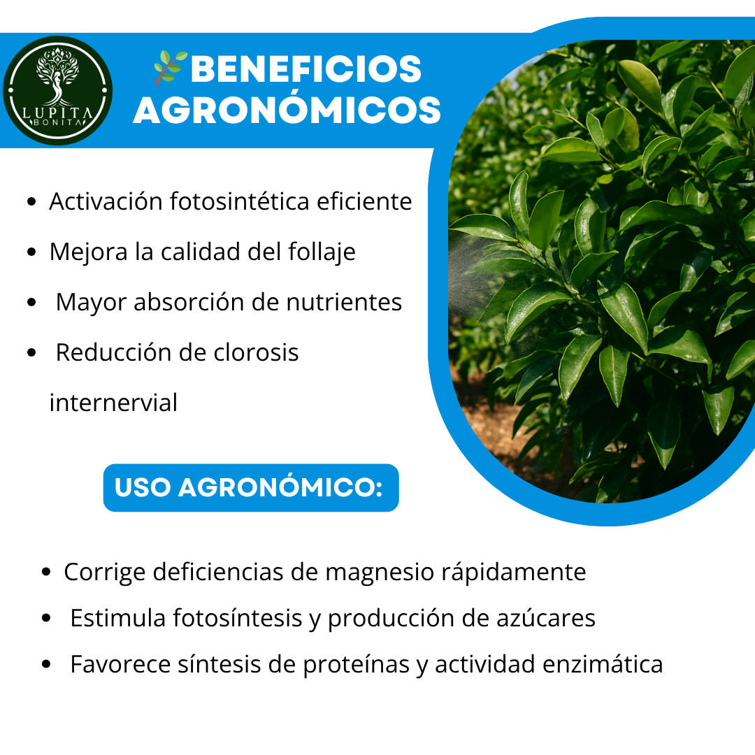 Nitrato de Magnesio Ultrasoluble Concentrado – Fertilizante soluble con magnesio y nitrógeno nítrico para fotosíntesis y vigor vegetal