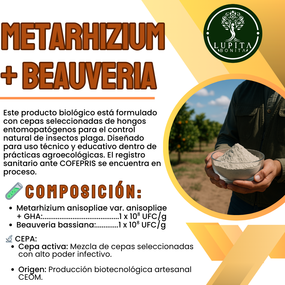 Beauveria + Metarhizium – Bioinsecticida fúngico para control agroecológico de plagas