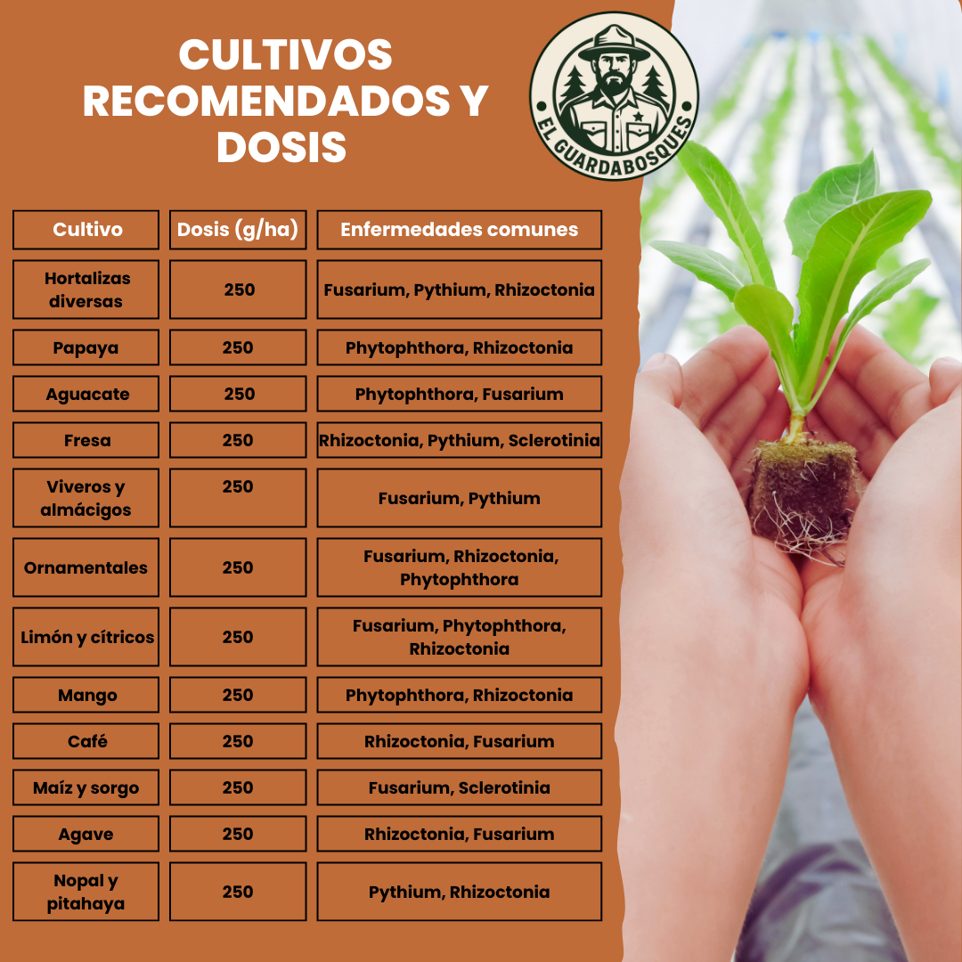 Trichoderma Harzianum – Fungicida biológico para control de patógenos del suelo y estimulación radicular
