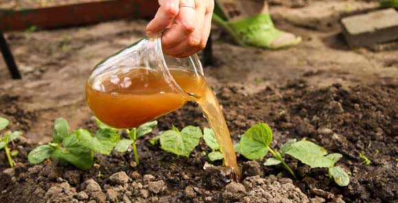 FERTILIZANTES ORGANICOS