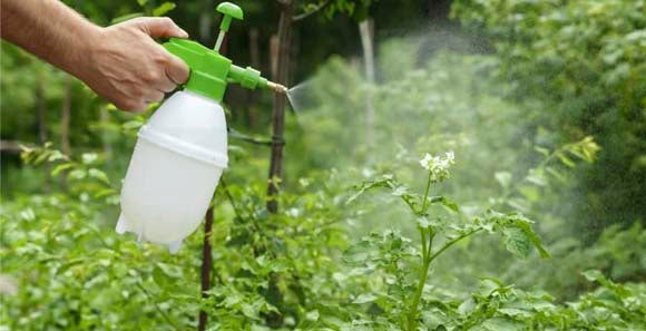 INSECTICIDAS Y FUNGICIDAS ORGANICOS