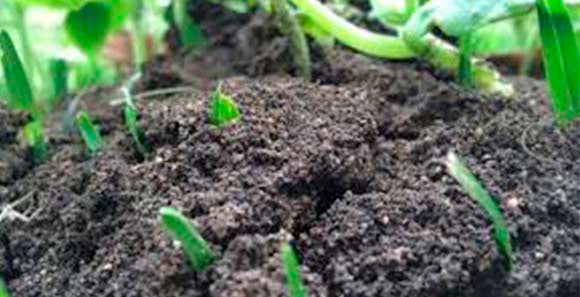 NUTRIENTES ORGANICOS