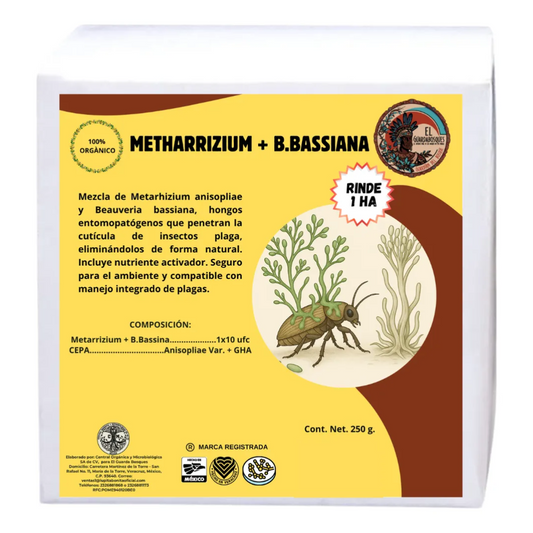 Beauveria + Metarhizium – Bioinsecticida fúngico para control agroecológico de plagas