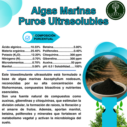 Algas Marinas Puros Ultrasolubles – Bioestimulante natural anti-estrés y promotor del crecimiento