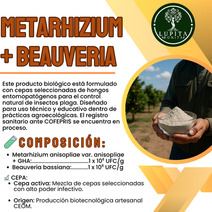 Beauveria + Metarhizium – Bioinsecticida fúngico para control agroecológico de plagas