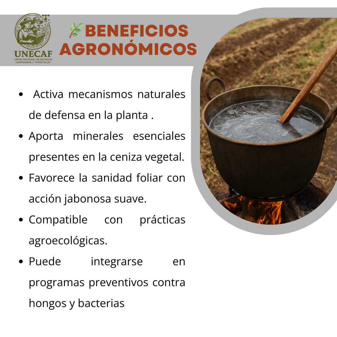 Caldo Ceniza Polvo Concentrado – Kit para preparar bioinsumo alcalino nutritivo y protector de cultivos (rinde 100 L)