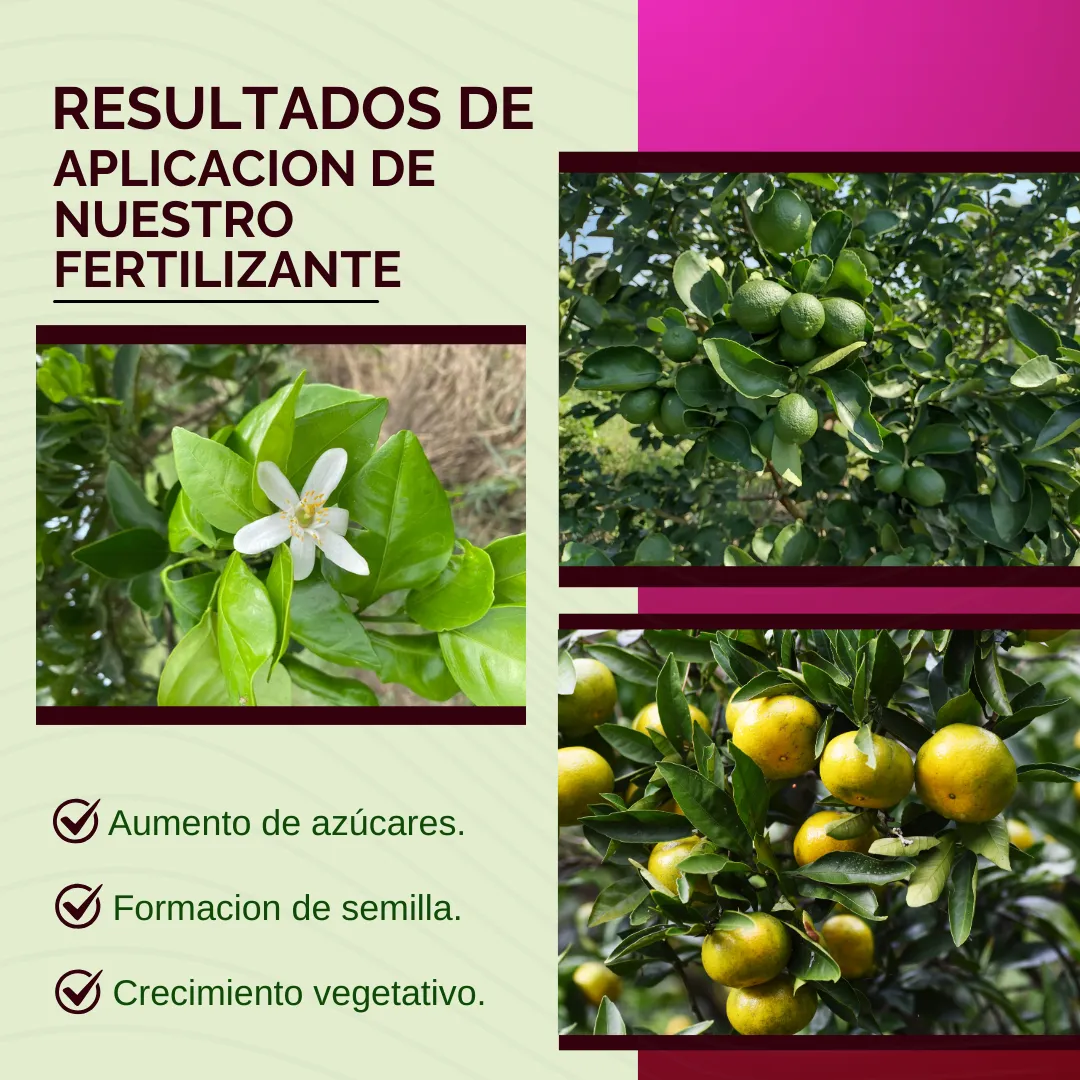 Biofósforo + Potasio Quelatado – Biofermentado mineral con microorganismos activados para raíces, floración y cuajado