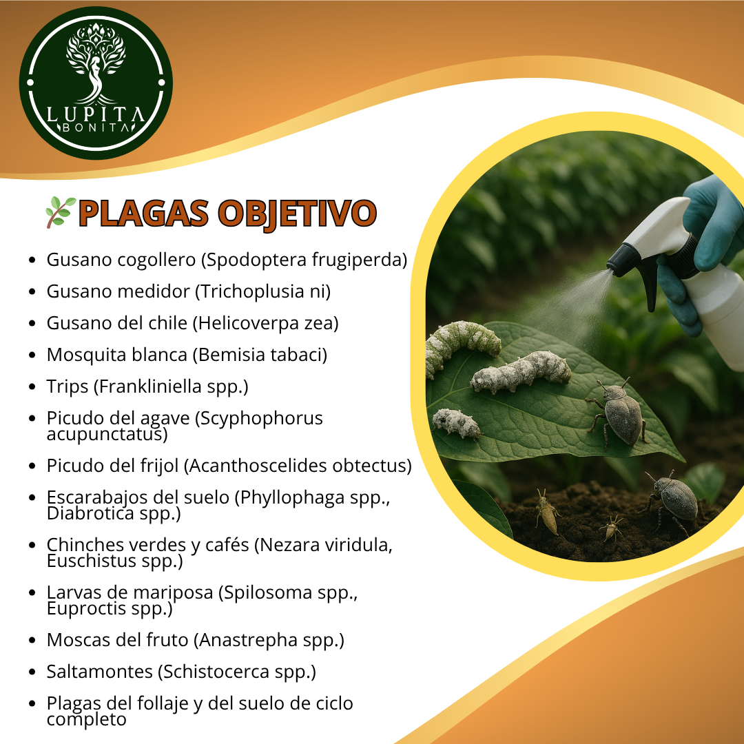 Beauveria + Metarhizium – Bioinsecticida fúngico para control agroecológico de plagas
