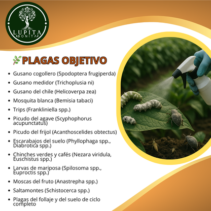 Beauveria + Metarhizium – Bioinsecticida fúngico para control agroecológico de plagas